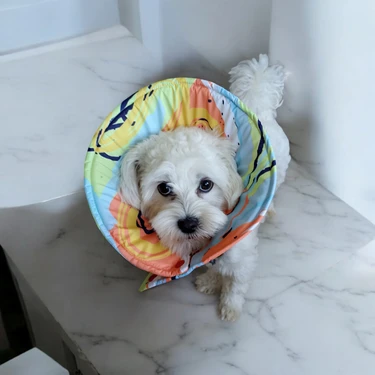 Kedi ve Köpek Koni Yakalığı ,elizabeth Yakalık, Ameliyat Sonrası Koruyucu